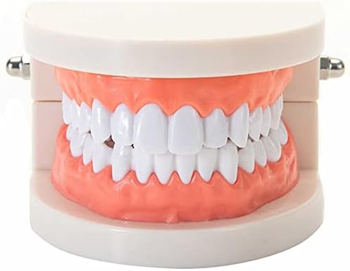 BIUYYY Standart Diş Modeli Diş Modeli 28 Diş Çocuklar Diş Öğretim Çalışma Malzemeleri Yetişkin Standart Gösteri Diş Modeli Bilgelik