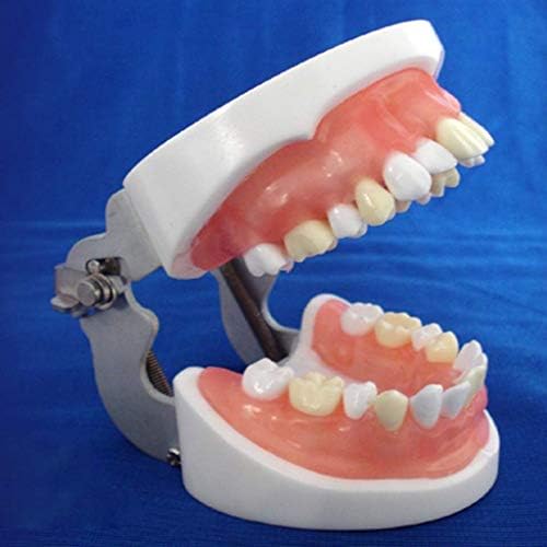 Eğitim Modeli Diş Diş Anatomik Modeli Diş Ağız Modeli Tıbbi Anatomik Diş Çıkarma Modeli, Tıbbi Modeller