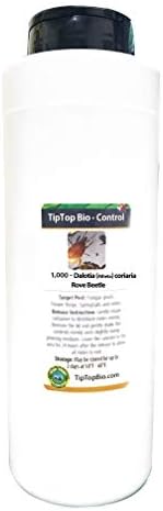 Doğanın İyi Adamları Dalotia (Atheta) coriaria-Gezici Böcek-Birim Başına 100 Böcek