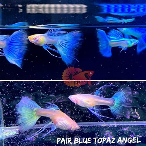 Canlı Balık-1 Trio Abino Mavi Topaz Şerit Canlı Akvaryum Lepistes Balık NVKA tarafından